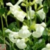 Salvia 'Clotted Cream' 2 Salvia 'Clotted Cream' -Garden Glory Sales SALV TKA0719 A