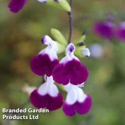 Salvia Lips Duo Collection -Garden Glory Sales SALV AMETHYSTL S14577