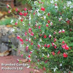 Salvia Lips Duo Collection -Garden Glory Sales SALV HOTLIPS L09234
