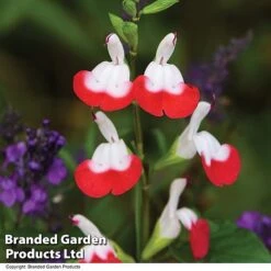 Salvia Lips Duo Collection -Garden Glory Sales SALV HOTLIPS T08816