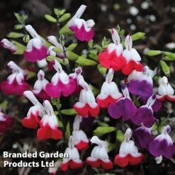 Salvia Lips Duo Collection -Garden Glory Sales SALV LIPSMIXED S14193