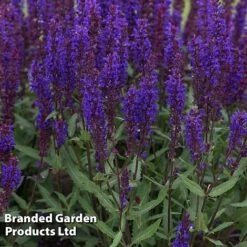 Best Value Perennial Collection -Garden Glory Sales SALV SALVABLUE S36475202
