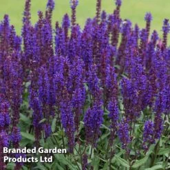 Perennial Collection -Garden Glory Sales SALV SALVABLUE S364762