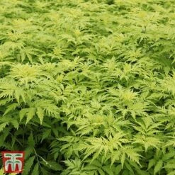 Sambucus Racemosa 'Sutherland Gold'