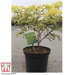 Sambucus Racemosa 'Sutherland Gold' -Garden Glory Sales SAMB T58160 C