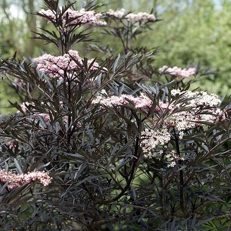Sambucus Nigra F. Porphyrophylla 'Eva' 3 Sambucus Nigra F. Porphyrophylla 'Eva'