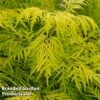 Sambucus Racemosa 'Lemony Lace' 1 Sambucus Racemosa 'Lemony Lace' -Garden Glory Sales SAMB LEMONYLAC W44992