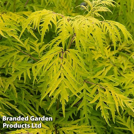 Sambucus Racemosa 'Lemony Lace' 3 Sambucus Racemosa 'Lemony Lace'