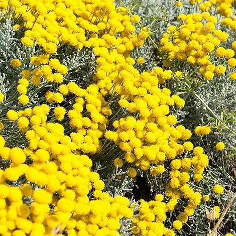 Santolina Chamaecyparissus 3 Santolina Chamaecyparissus