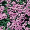 Saponaria Ocymoides -Garden Glory Sales SAPO T64606 A h