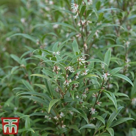 Sarcococca Hookeriana Var. Digyna 3 Sarcococca Hookeriana Var. Digyna
