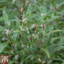 Sarcococca Hookeriana Var. Digyna 6 Sarcococca Hookeriana Var. Digyna -Garden Glory Sales SARC T57985 B