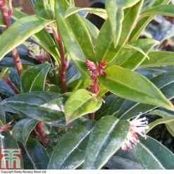 Sarcococca Hookeriana 'Winter Gem' -Garden Glory Sales SARC T80332 A