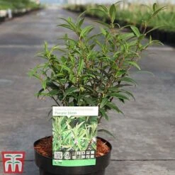 Sarcococca Hookeriana Var. Digyna 'Purple Stem' -Garden Glory Sales SARC TKA3508 A