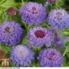 Scabious 'Blue Jeans' -Garden Glory Sales SCAB T10249 A