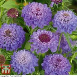 Scabious 'Blue Jeans'