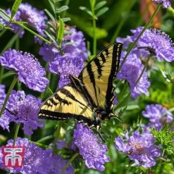 Scabious 'Blue Jeans' -Garden Glory Sales SCAB T10249 C