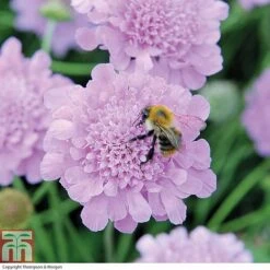 Scabious 'Kudos Collection' -Garden Glory Sales SCAB T73681 B h