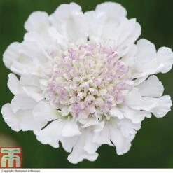 Scabious 'Kudos Collection' -Garden Glory Sales SCAB T73681 C h