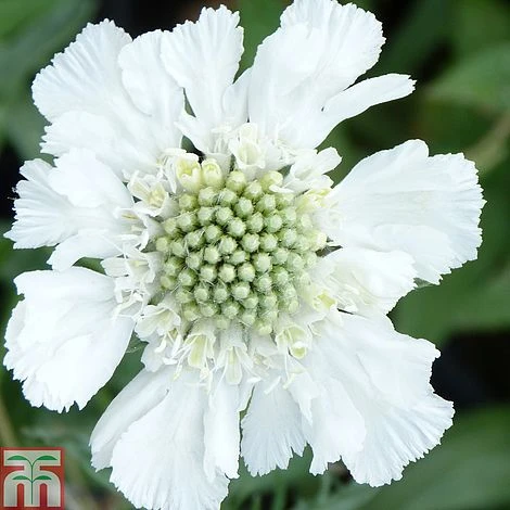 Scabious Caucasica Var. Alba 3 Scabious Caucasica Var. Alba