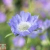 Scabious Caucasica 2 Scabious Caucasica -Garden Glory Sales SCAB T82190 A