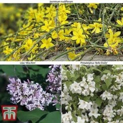 Hardy Shrub Trio -Garden Glory Sales SCEN WKB6451 A2