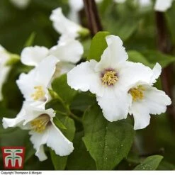 Hardy Shrub Trio -Garden Glory Sales SCEN WKB6451 F