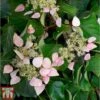 Schizophragma Hydrangeoides 'Rose Sensation' -Garden Glory Sales SCHI TKA3514 A