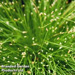 Colourful Ornamental Grass Collection -Garden Glory Sales SCIR CERNUUS W48107