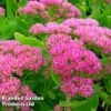 Sedum Spectabile 'Brilliant' -Garden Glory Sales SEDU KA6293 A