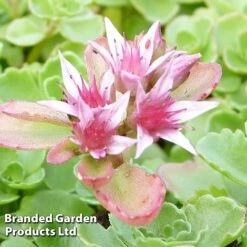 Sedum Spurium 'Coccineum'