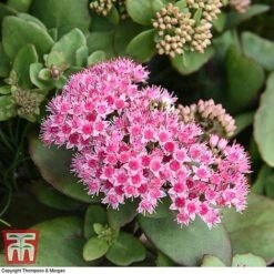 Sedum 'Matrona' -Garden Glory Sales SEDU T58091 B