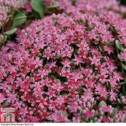 Sedum Ewersii Var. Homophyllum 'Rosenteppich' -Garden Glory Sales SEDU T80335 C
