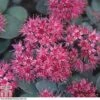 Sedum Ewersii Var. Homophyllum 'Rosenteppich' -Garden Glory Sales SEDU T80335 D