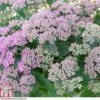 Sedum 'Thundercloud' 1 Sedum 'Thundercloud' -Garden Glory Sales SEDU T80336 A