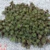 Sedum 'Sunsparkler Lime Zinger' -Garden Glory Sales SEDU T80920 A