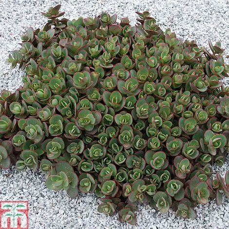 Sedum 'Sunsparkler Lime Zinger' 3 Sedum 'Sunsparkler Lime Zinger'