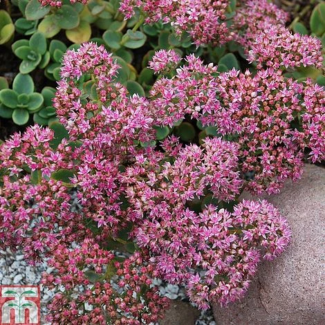 Sedum 'Sunsparkler Lime Zinger' 4 Sedum 'Sunsparkler Lime Zinger' - Image 2