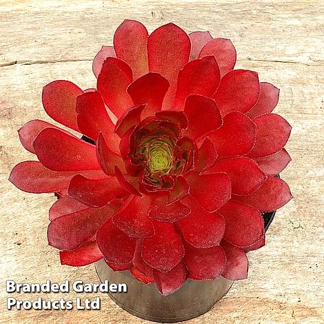 Semponium 'Sienna' 5 Semponium 'Sienna' - Image 3