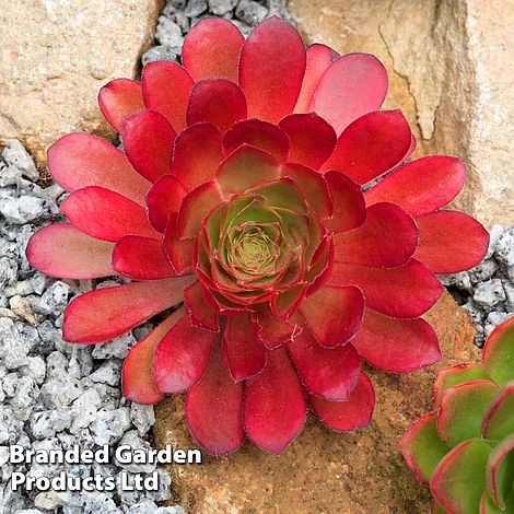 Semponium 'Sienna' 4 Semponium 'Sienna' - Image 2