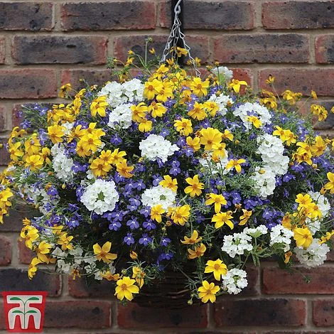 Sherbet Lemon 4 Sherbet Lemon - Image 2