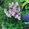 Sidalcea 'Elsie Heugh' -Garden Glory Sales SIDA T64628 A h