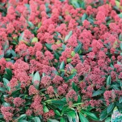 Skimmia Japonica 'Rubella' 13 Skimmia Japonica 'Rubella' -Garden Glory Sales SKIM T57538 A h