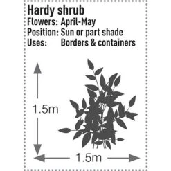 Skimmia Japonica 'Rubella' 17 Skimmia Japonica 'Rubella' -Garden Glory Sales SKIM T57538 C h