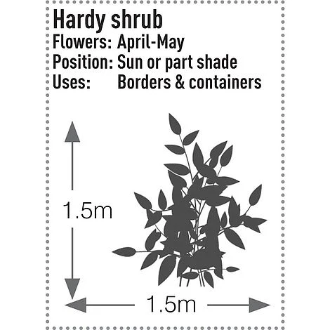 Skimmia Japonica 'Rubella' 10 Skimmia Japonica 'Rubella' - Image 8