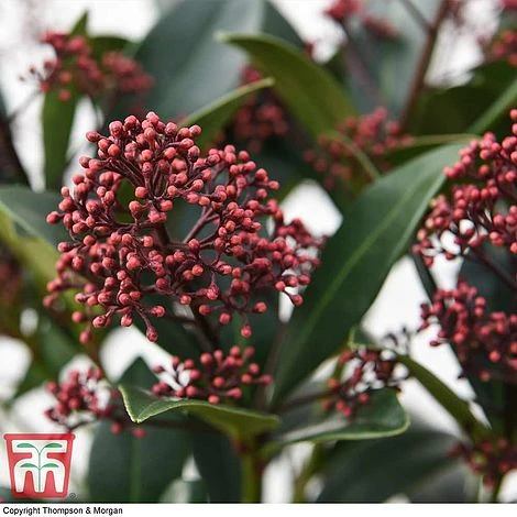 Skimmia Japonica 'Rubella' 5 Skimmia Japonica 'Rubella' - Image 3