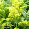 Solidago Canadensis 'Cloth Of Gold' 1 Solidago Canadensis 'Cloth Of Gold' -Garden Glory Sales SOLI CLOTHOFGO 64646