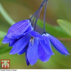 Sollya Heterophylla 'Ultra Blue' 10 Sollya Heterophylla 'Ultra Blue' -Garden Glory Sales SOLL KB2764 A