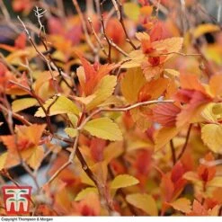 Spiraea Japonica 'Magic Carpet' 10 Spiraea Japonica 'Magic Carpet' -Garden Glory Sales SPIR T58494 C
