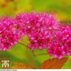 Spiraea Japonica 'Magic Carpet' 12 Spiraea Japonica 'Magic Carpet' -Garden Glory Sales SPIR T58494 E